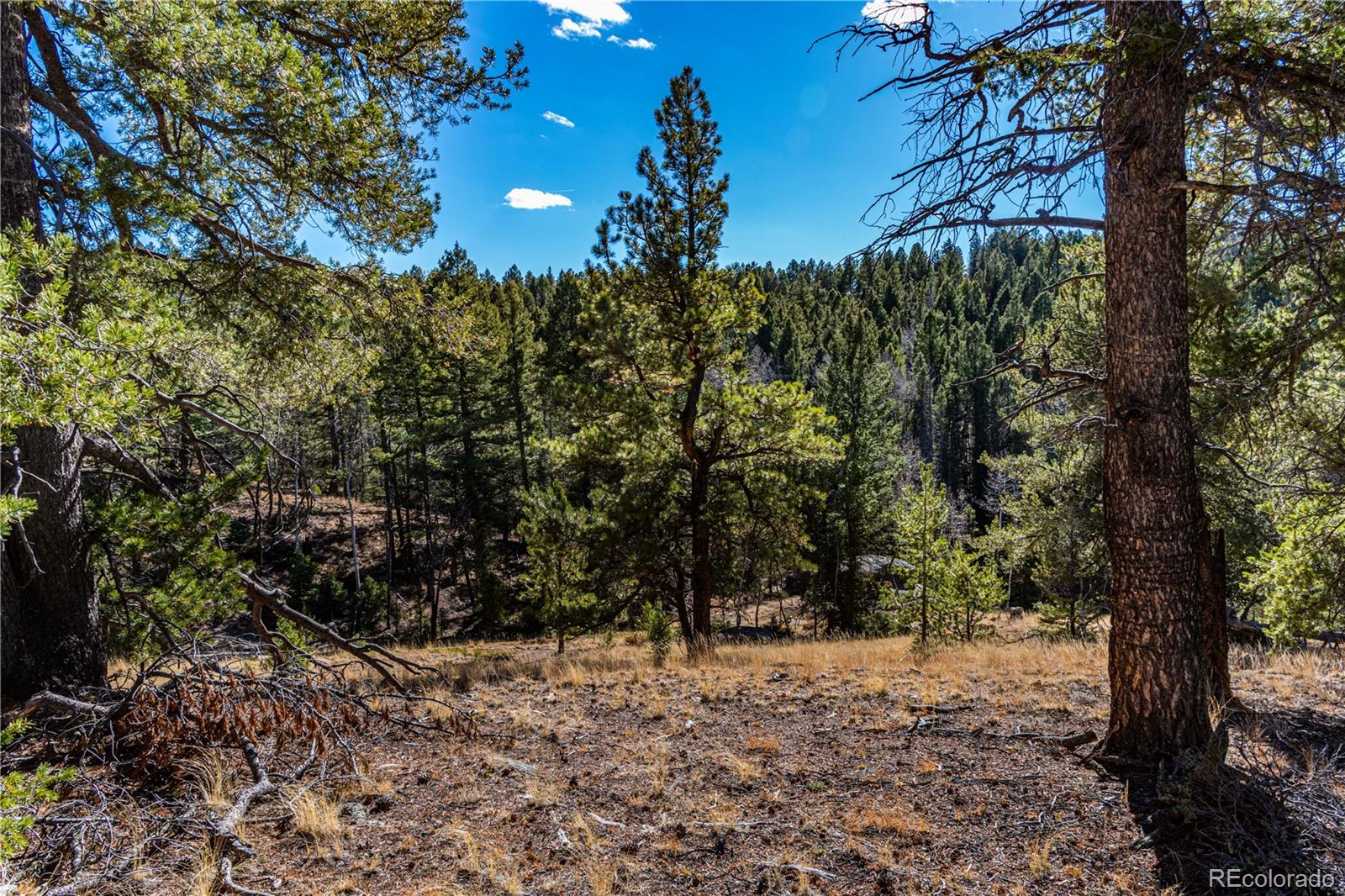 0 Arrowhead Road Florissant, CO 80816 - Photo 11 of 31 a view of a forest with trees