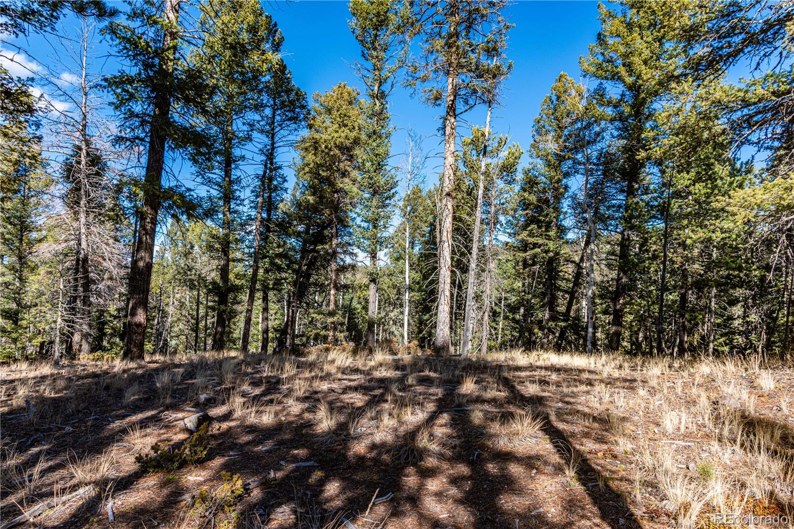 0 Arrowhead Road Florissant, CO 80816 - Photo 12 of 31 a view of a forest with trees