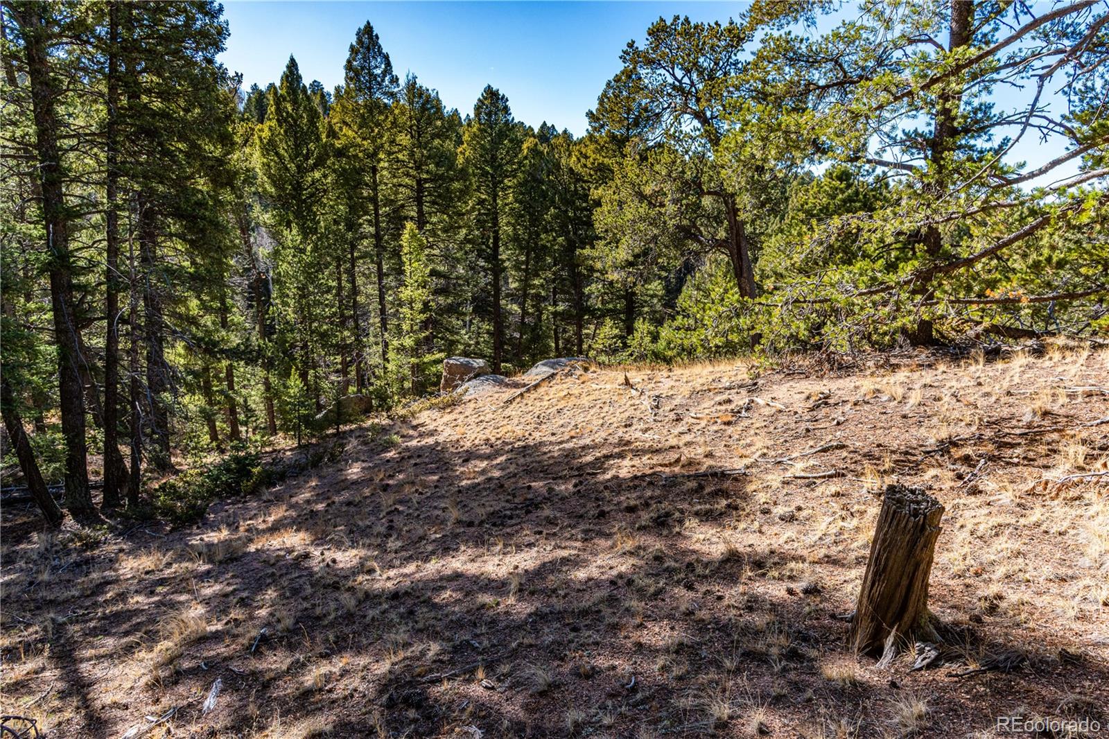 0 Arrowhead Road Florissant, CO 80816 - Photo 13 of 31 a view of a tree with a yard