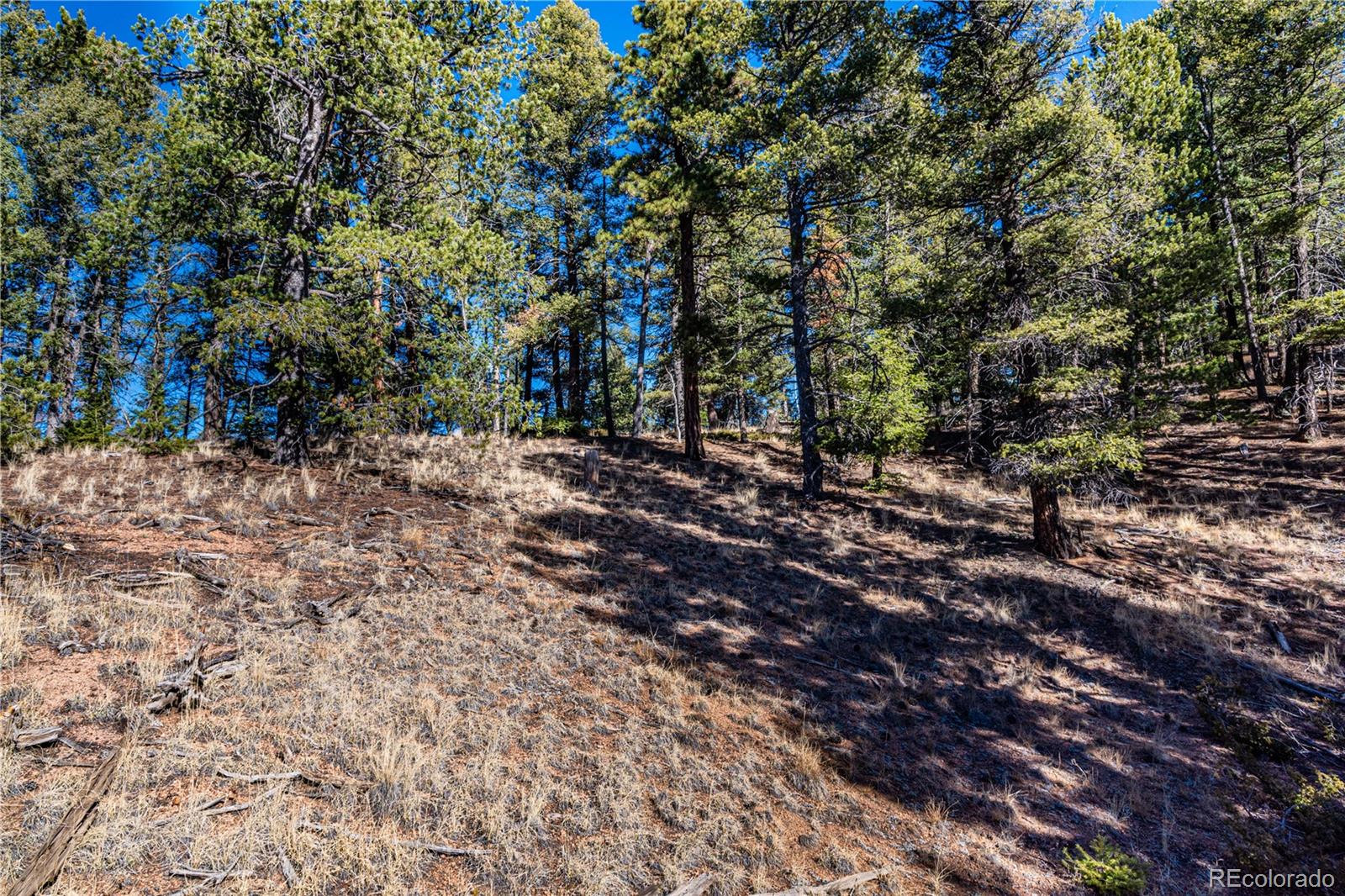 0 Arrowhead Road Florissant, CO 80816 - Photo 14 of 31 a view of a forest with trees