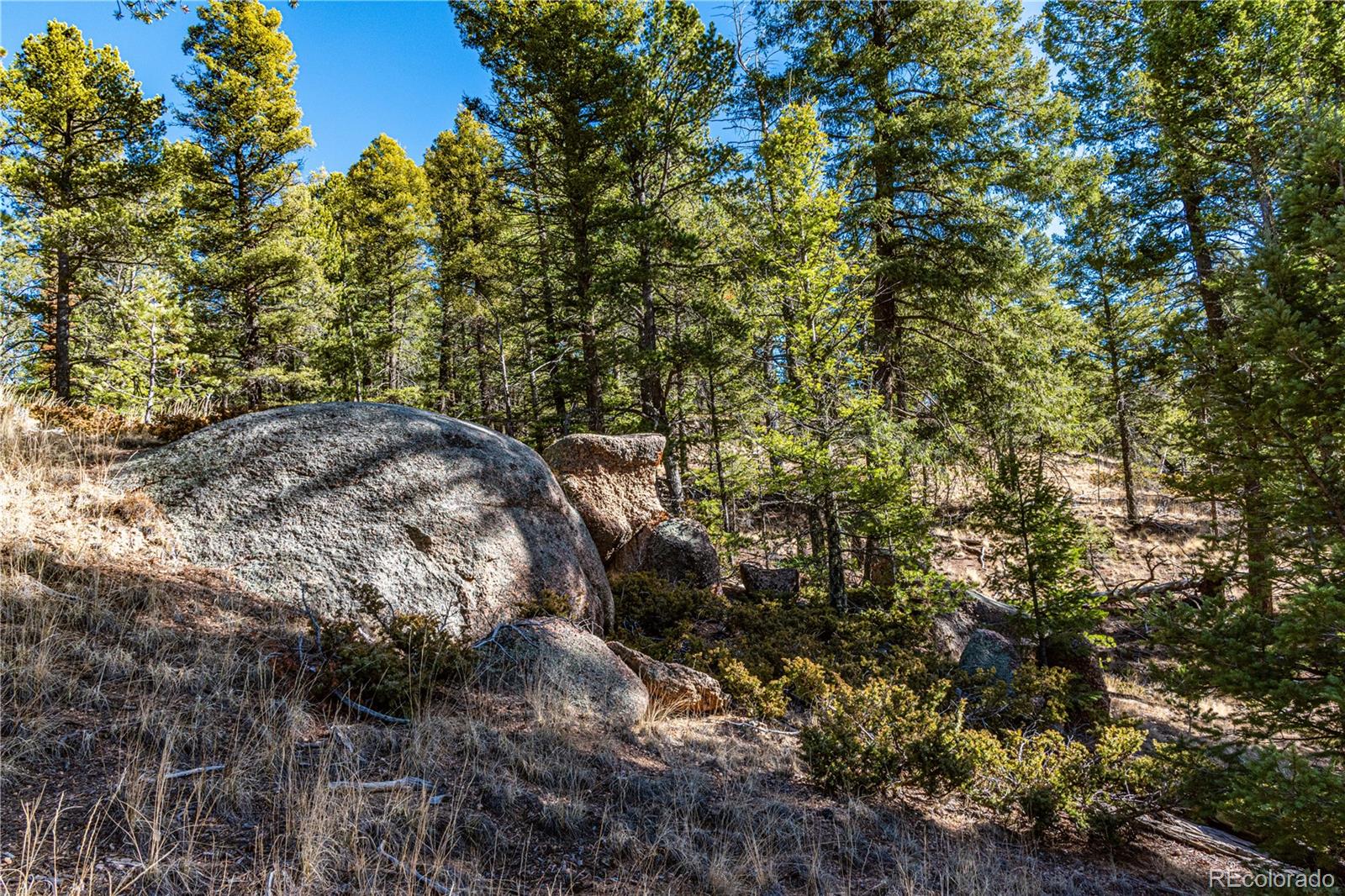 0 Arrowhead Road Florissant, CO 80816 - Photo 15 of 31 a view of a tree with a yard