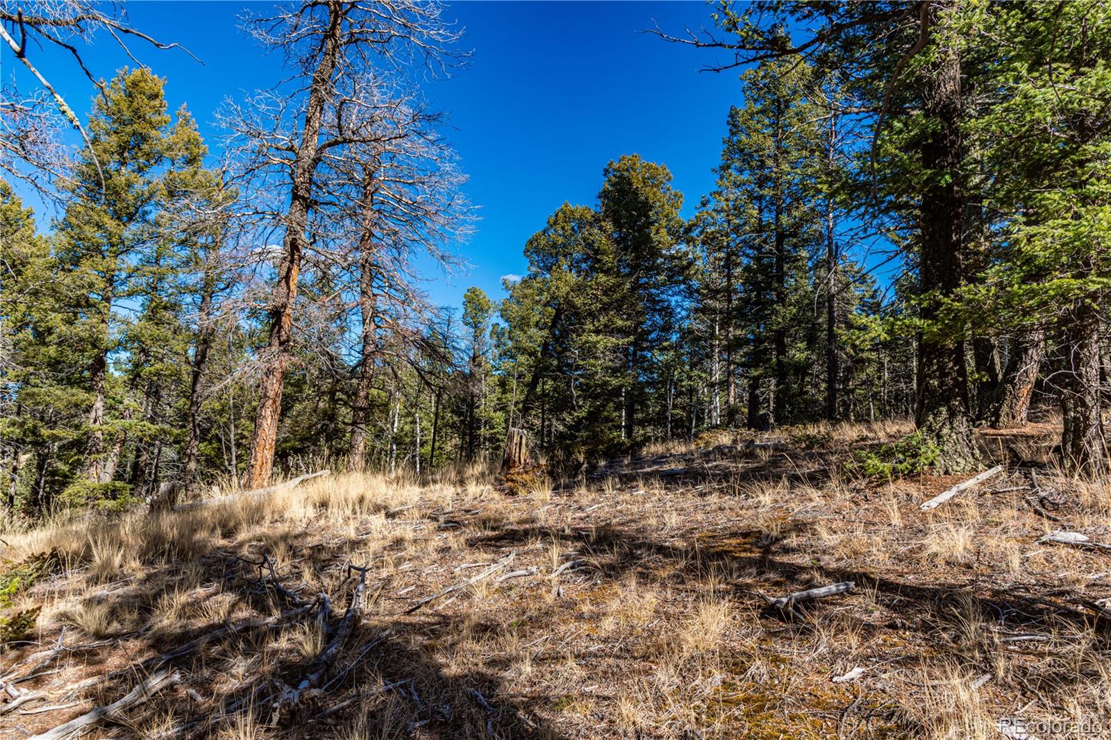 0 Arrowhead Road Florissant, CO 80816 - Photo 16 of 31
