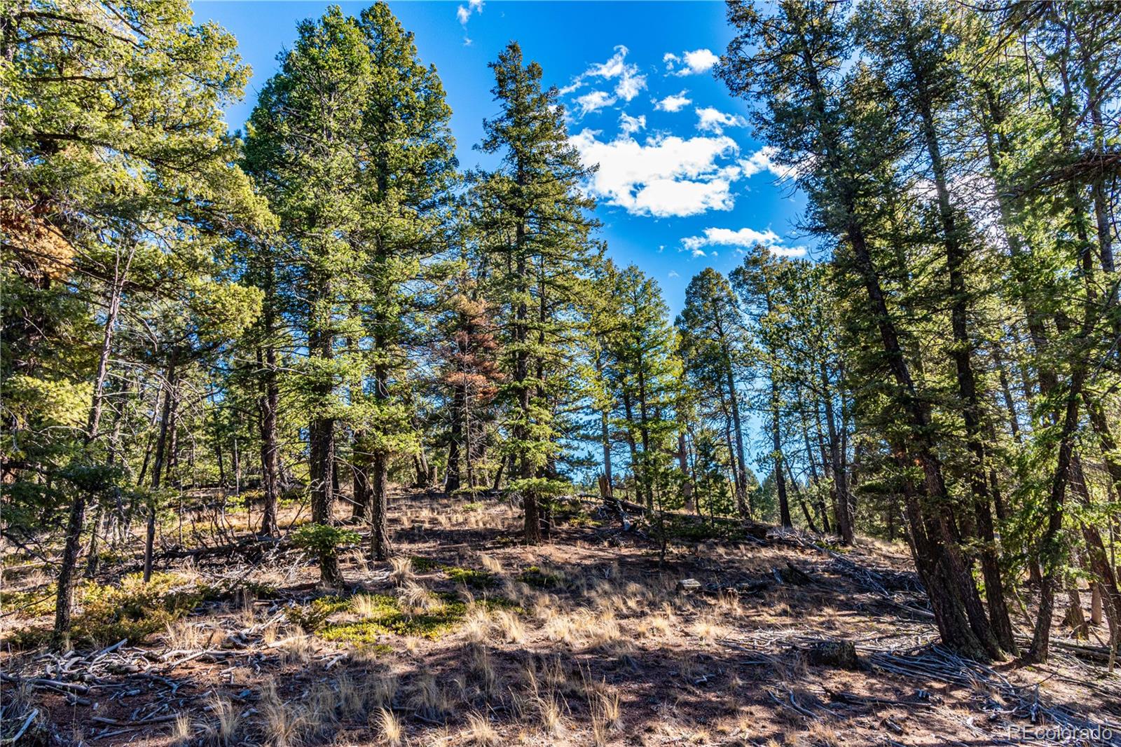 0 Arrowhead Road Florissant, CO 80816 - Photo 20 of 31