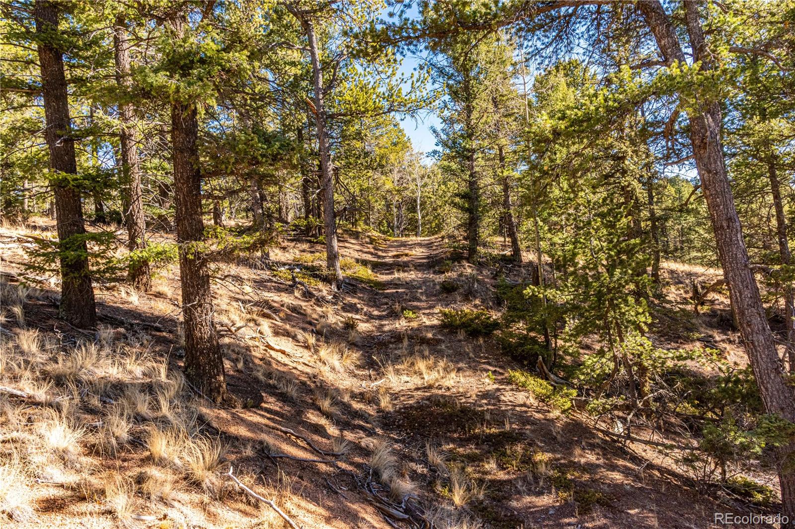 0 Arrowhead Road Florissant, CO 80816 - Photo 21 of 31 a view of a tree