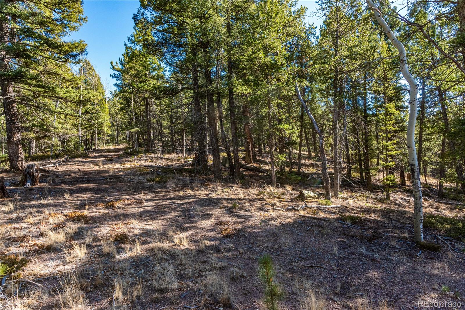 0 Arrowhead Road Florissant, CO 80816 - Photo 25 of 31 a view of a forest filled with trees
