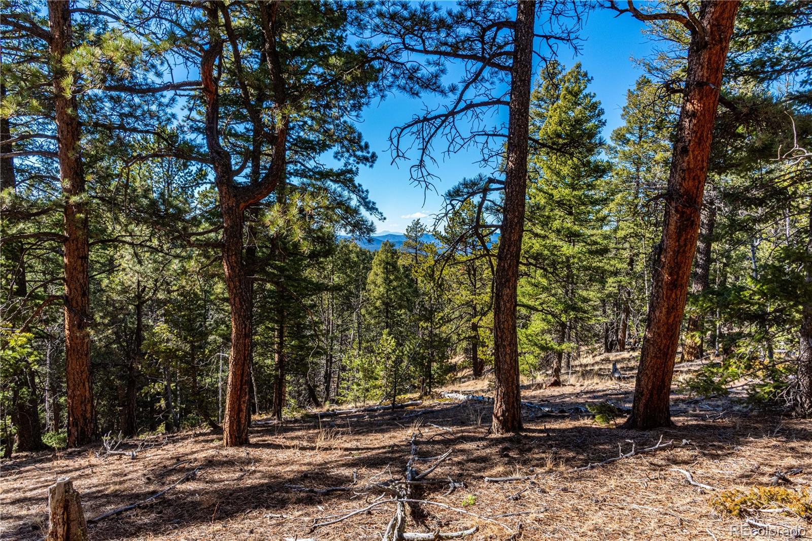 0 Arrowhead Road Florissant, CO 80816 - Photo 27 of 31 a view of outdoor space with lots of trees