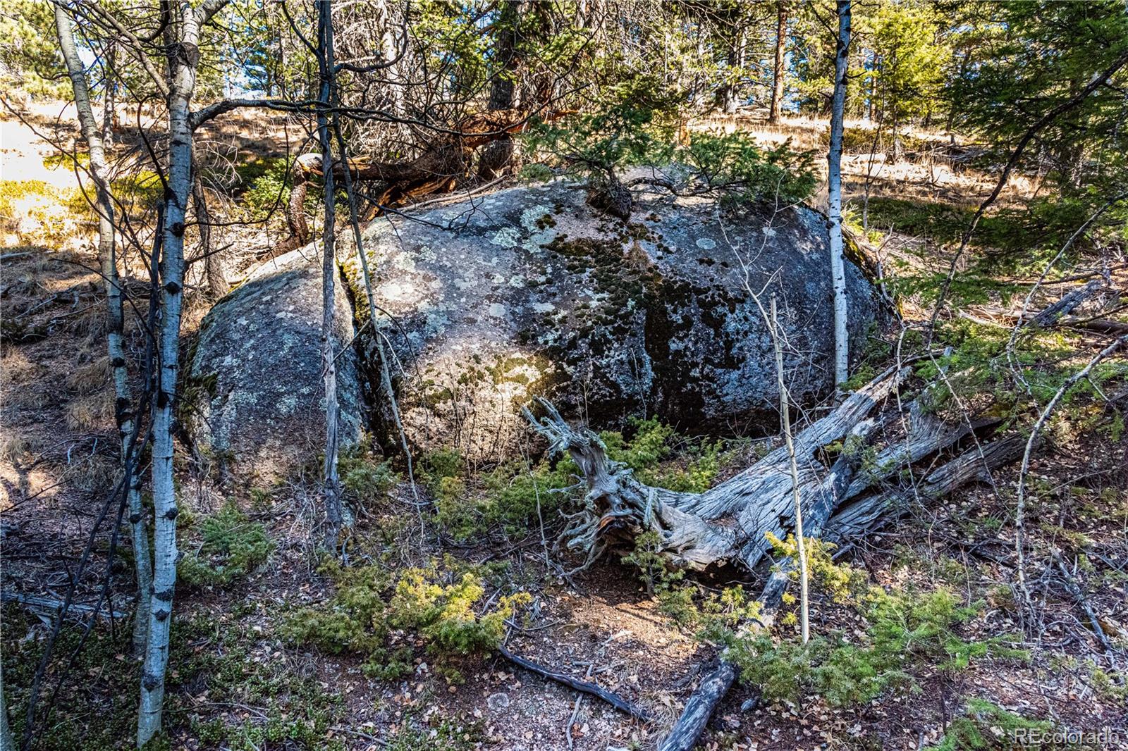 0 Arrowhead Road Florissant, CO 80816 - Photo 4 of 31 a backyard of a house with lots of green space