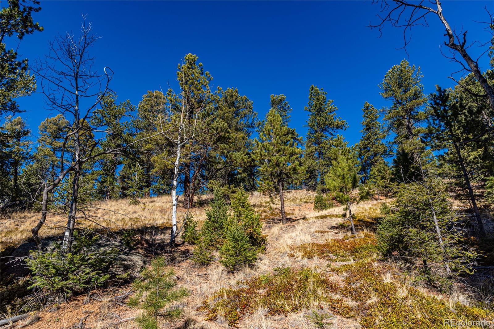 0 Arrowhead Road Florissant, CO 80816 - Photo 8 of 31 a view of a tree with a yard