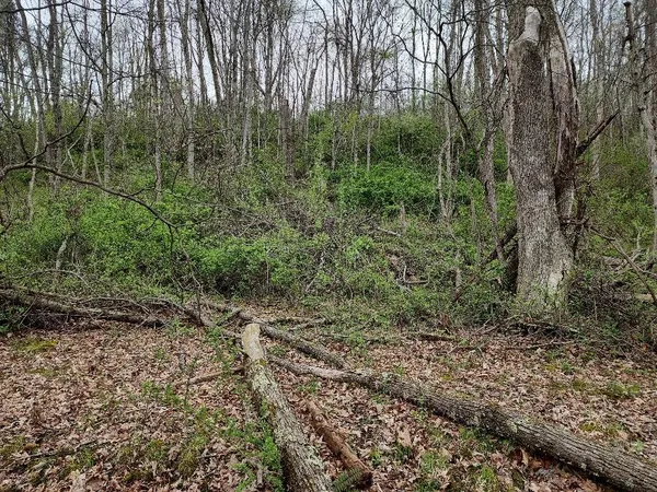 a view of a forest filled with trees