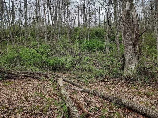 a view of a forest filled with trees