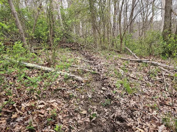 a view of a forest with trees