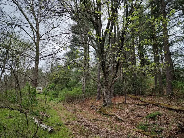 a big yard with lots of green space