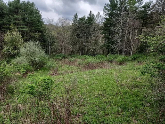 a view of a lush green forest