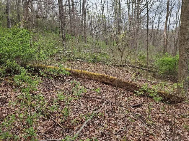 a view of a forest with trees