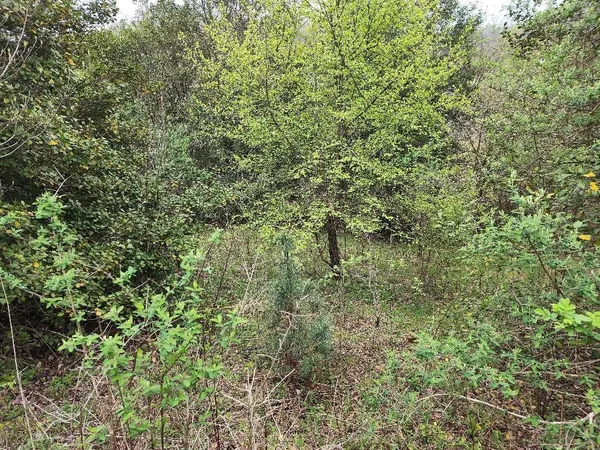 a view of a forest with a tree