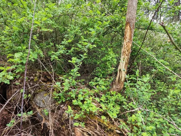 a view of a lush green forest