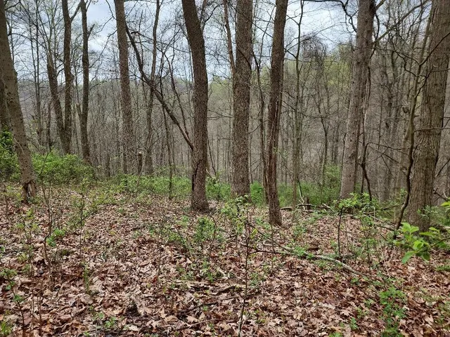 a big yard with lots of green space and plants