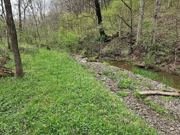 a view of a yard with a tree