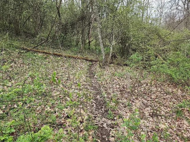 a view of a yard with a tree