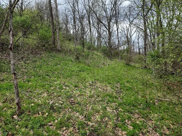 a view of a lush green forest