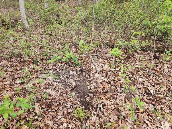 a view of a plants and yard