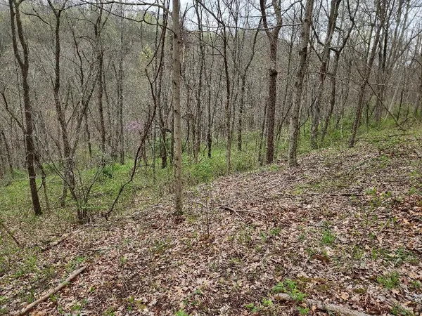 a view of a yard with large trees