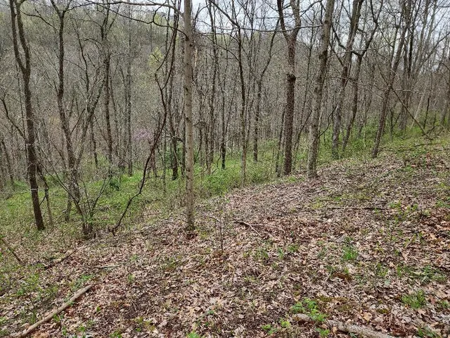 a view of a yard with large trees