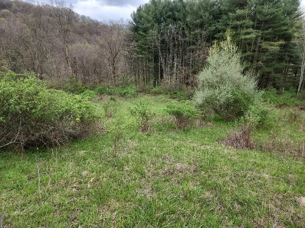 a big yard with lots of green space and deers
