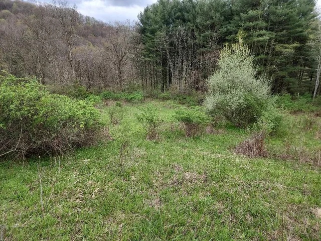 a big yard with lots of green space and deers