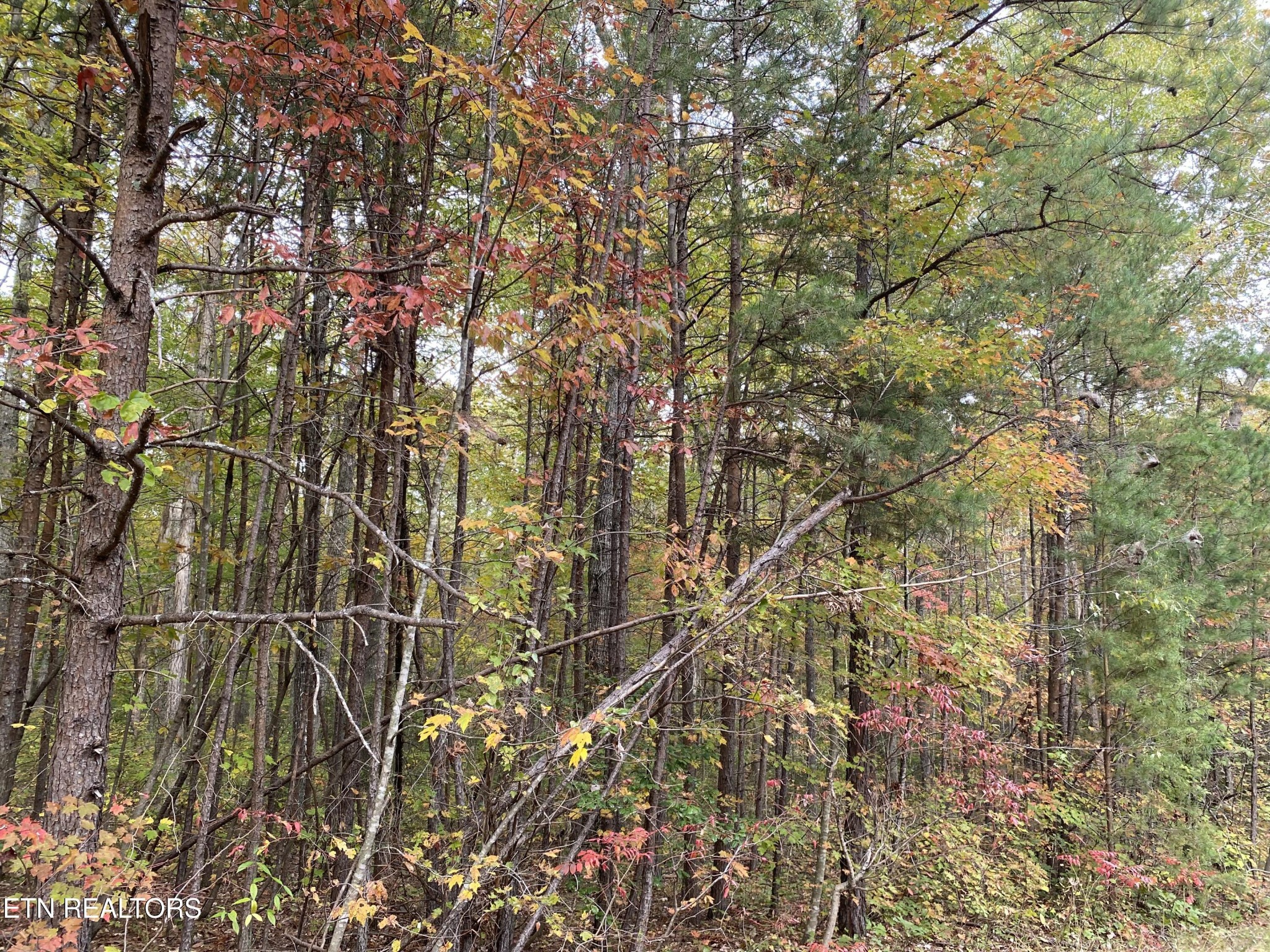 1171 Chuckwagon Trail Grimsley, TN 38565 - Photo 1 of 1 a picture of a tree