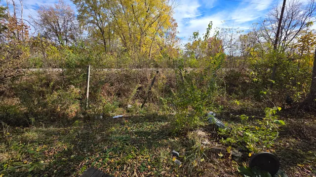 a view of a forest with a tree