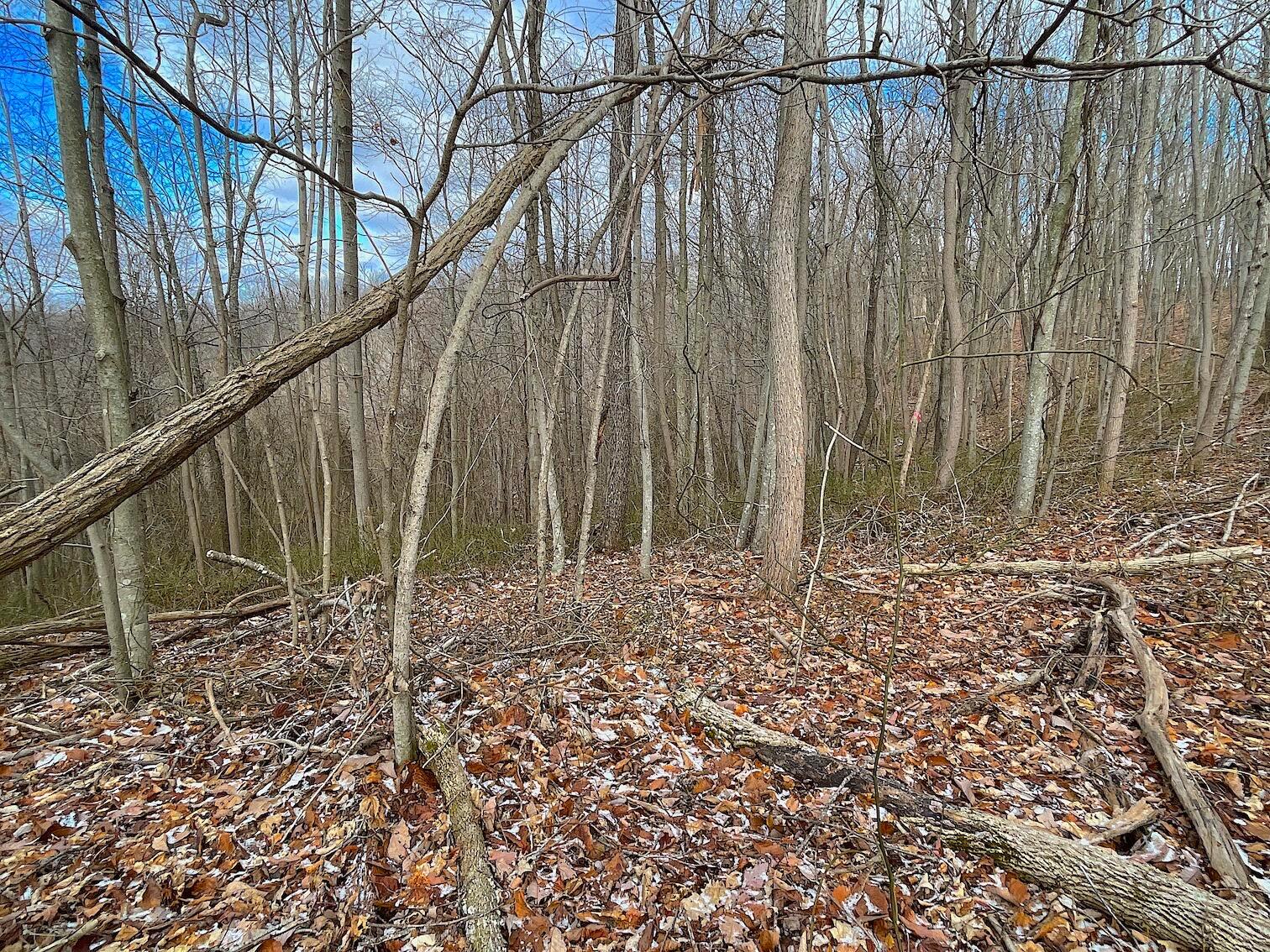 0 Hunting Run Road Lucasville, OH 45648 - Photo 24 of 39 IMG_0556