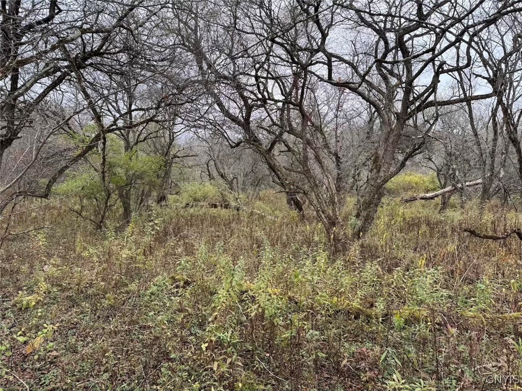 Obi Road Cuba, NY 14727 - Photo 16 of 35