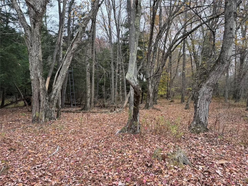 Obi Road Cuba, NY 14727 - Photo 3 of 10