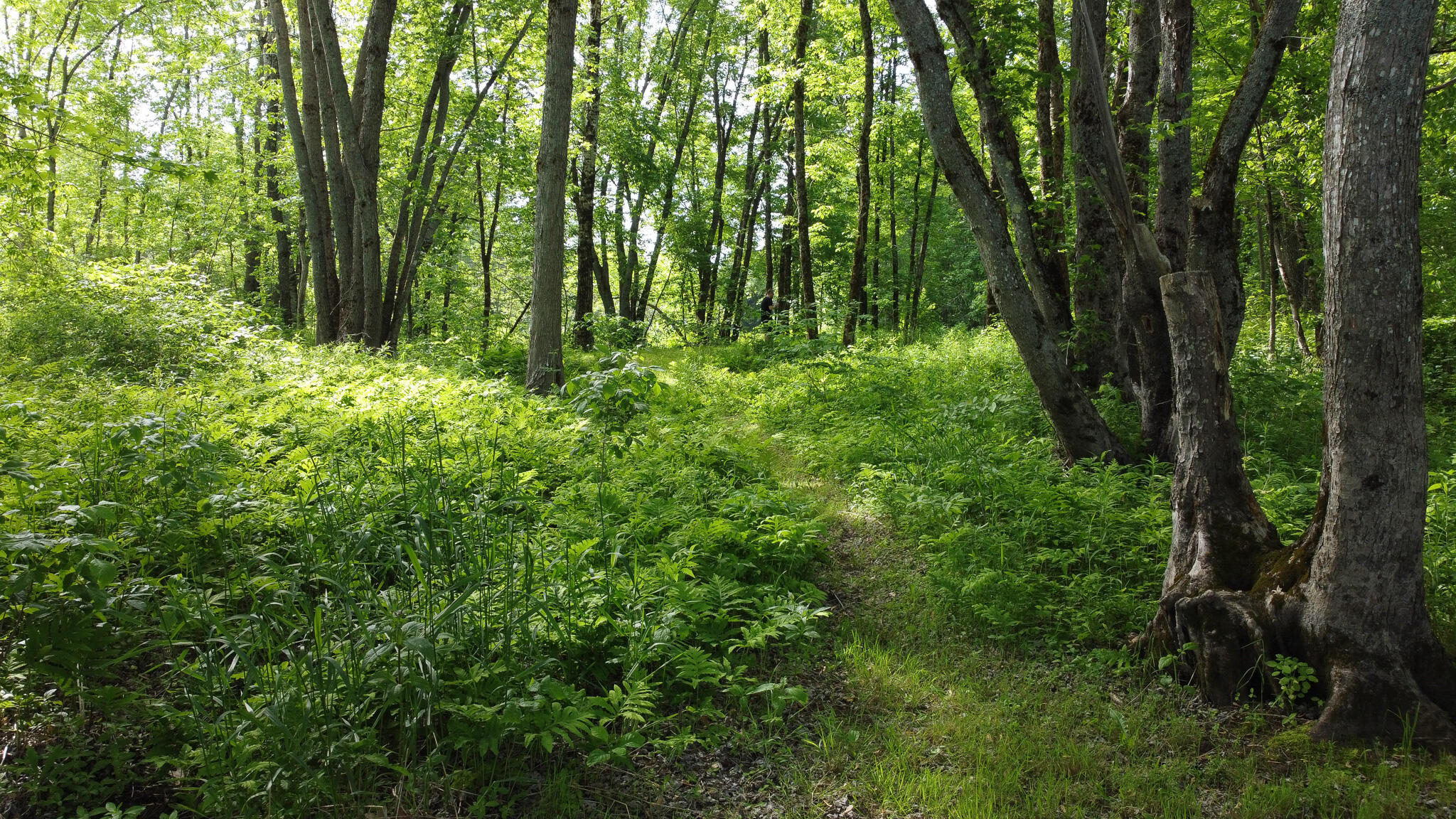 Tbd Mohawk Road Lincoln, ME 04457 - Photo 7 of 29 DJI_0476