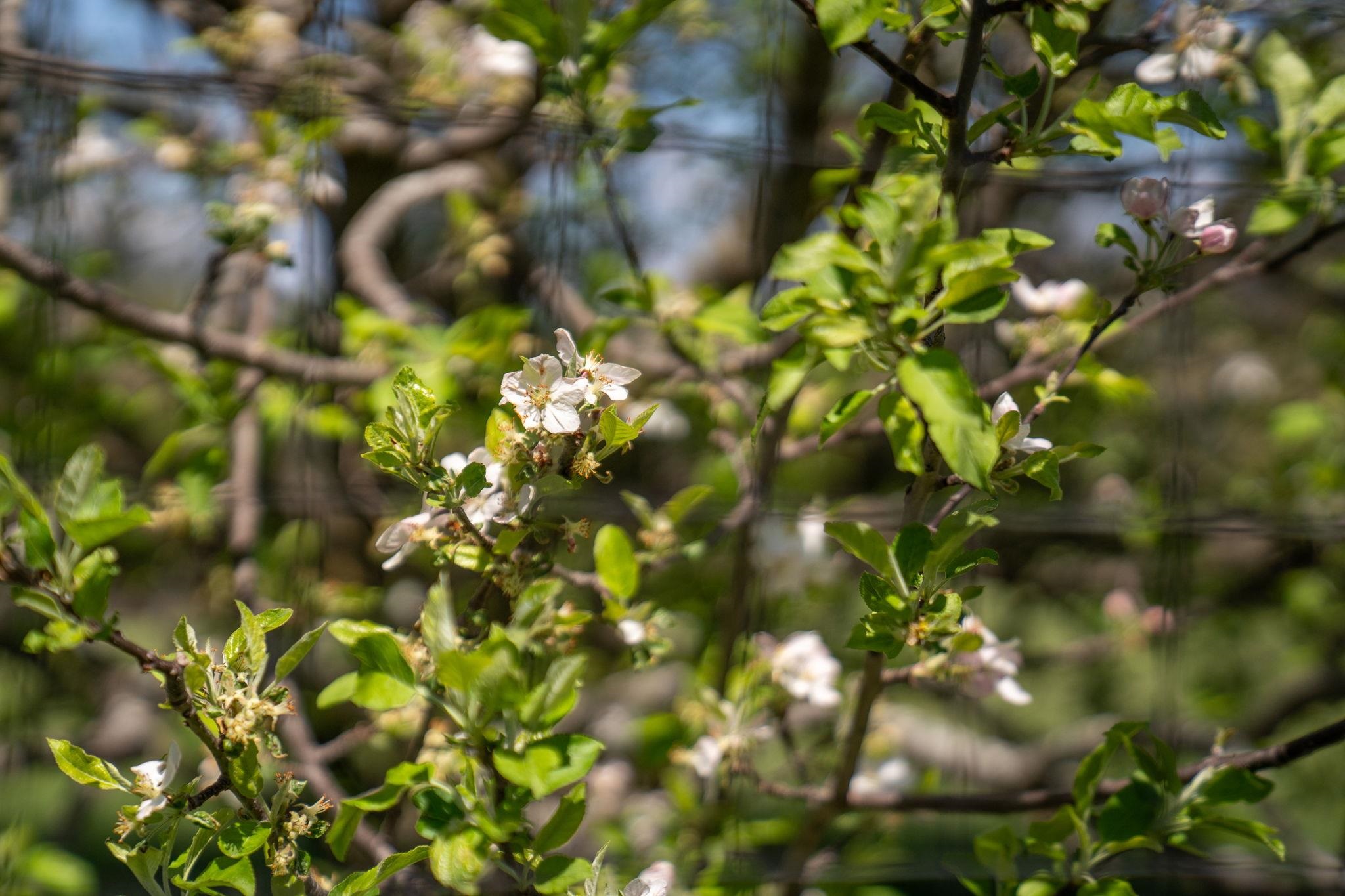 1075 Chestnut Ridge Road Staunton, VA 24401 - Photo 54 of 58