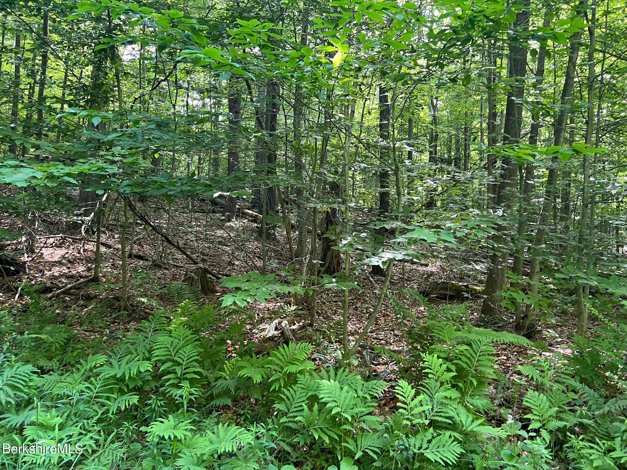 190 Fox Road Dalton, MA 01226 - Photo 11 of 14 Wooded Area