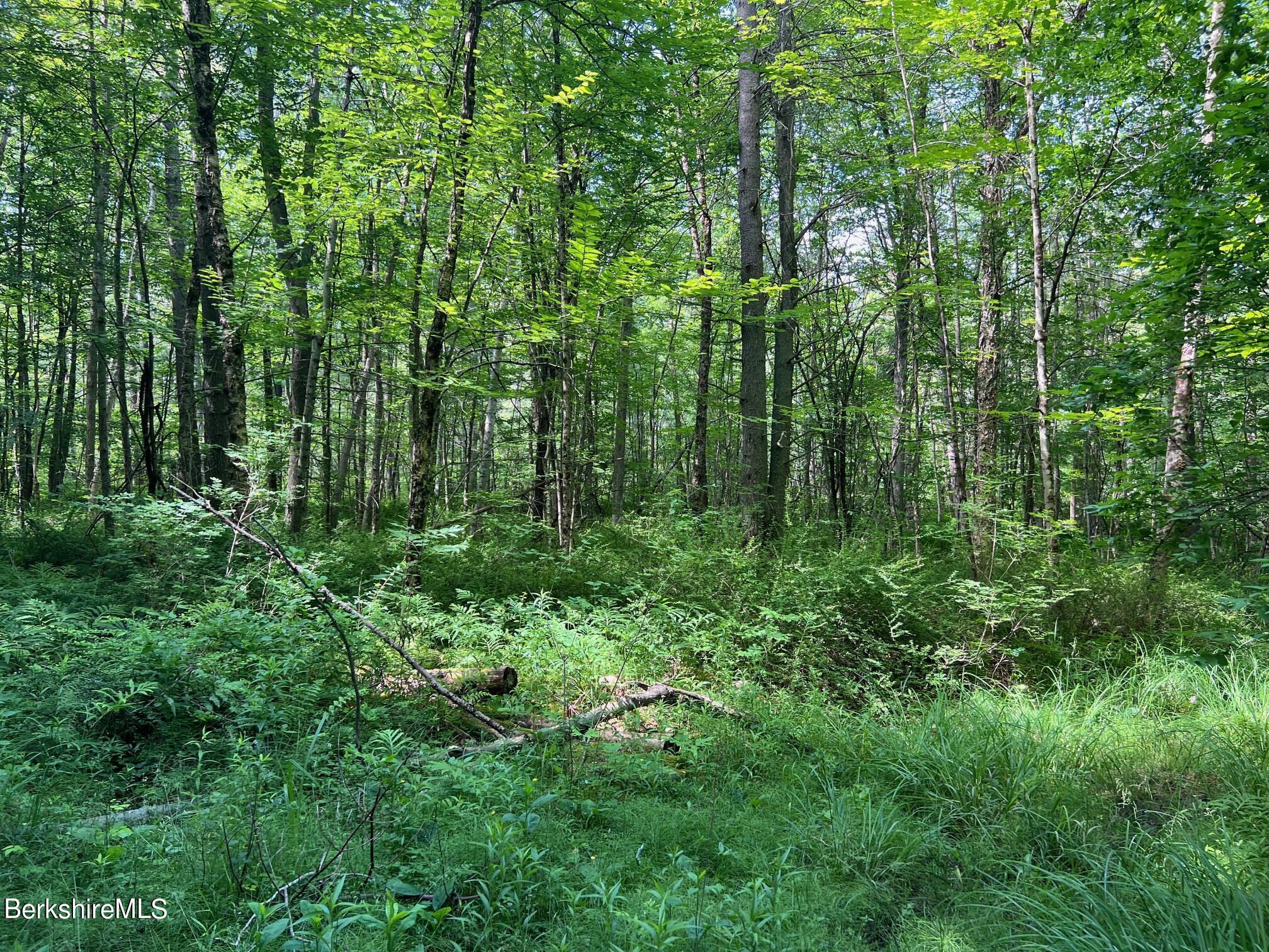 190 Fox Road Dalton, MA 01226 - Photo 13 of 14 Wooded Area