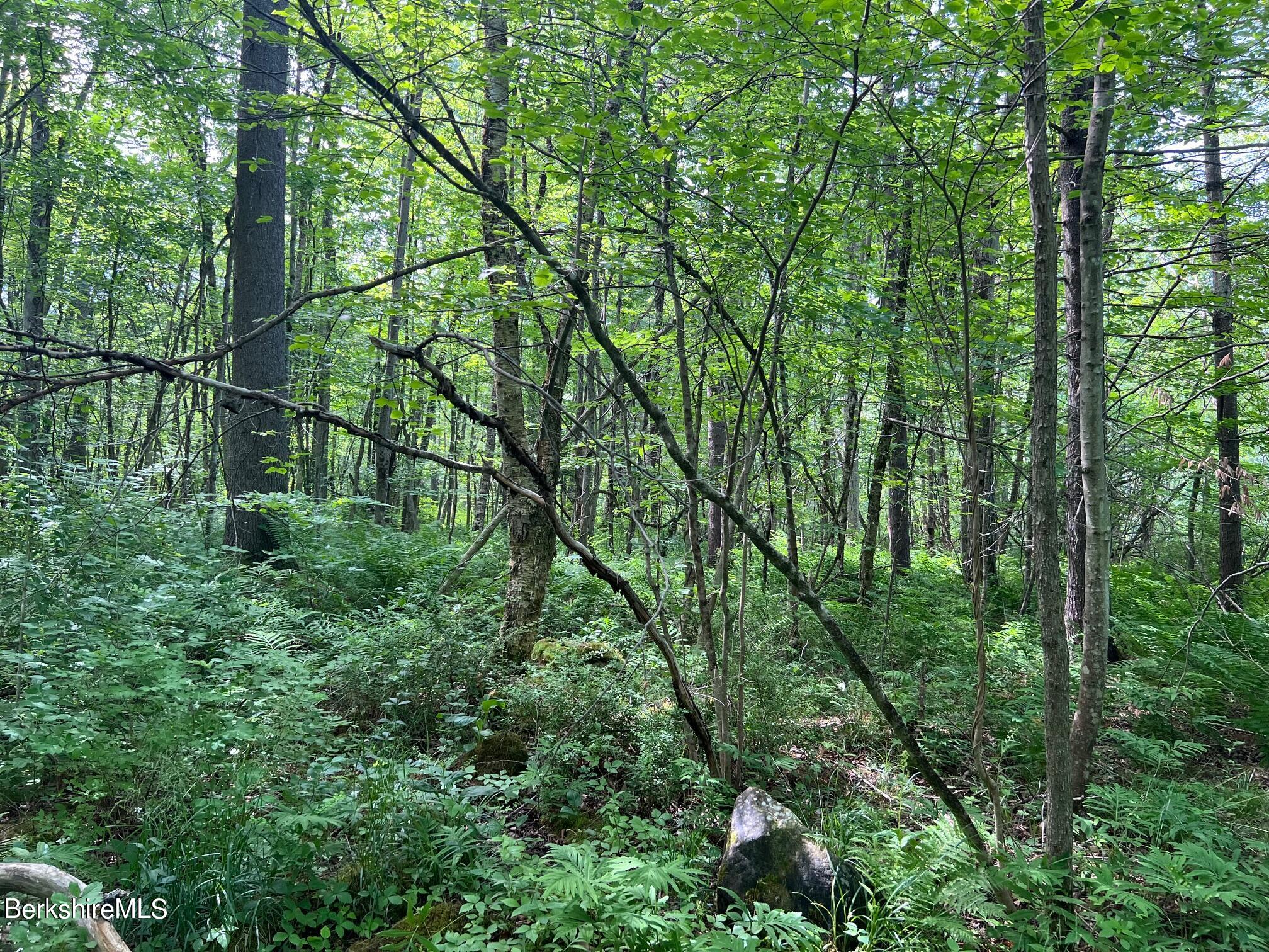 190 Fox Road Dalton, MA 01226 - Photo 7 of 14 Wooded Area