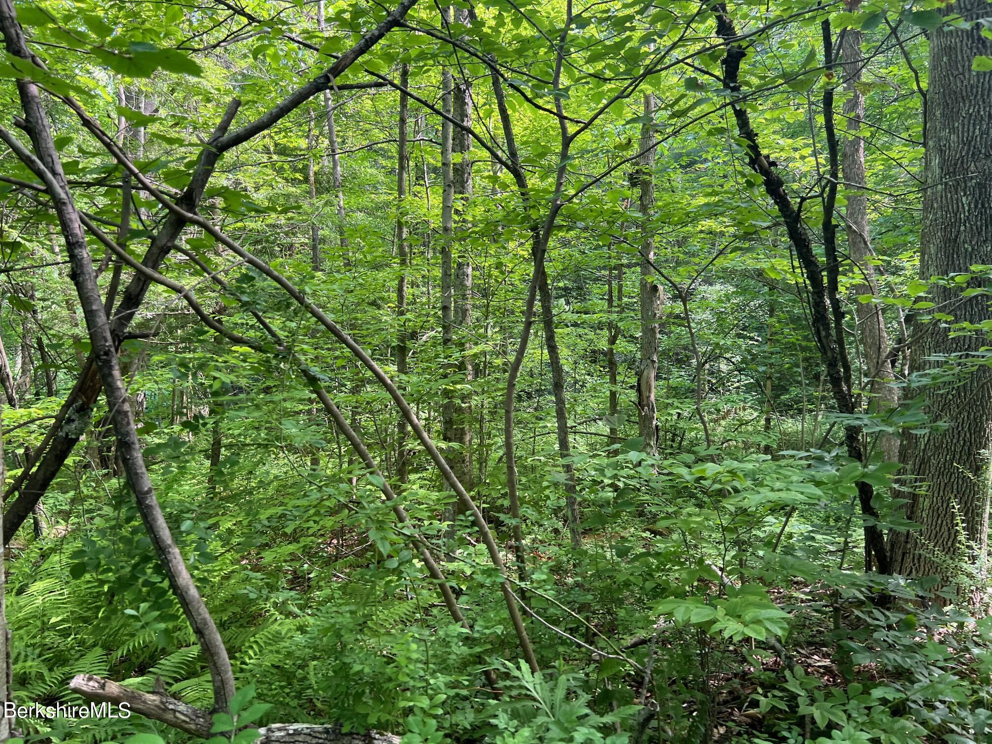 190 Fox Road Dalton, MA 01226 - Photo 8 of 14 Wooded Area