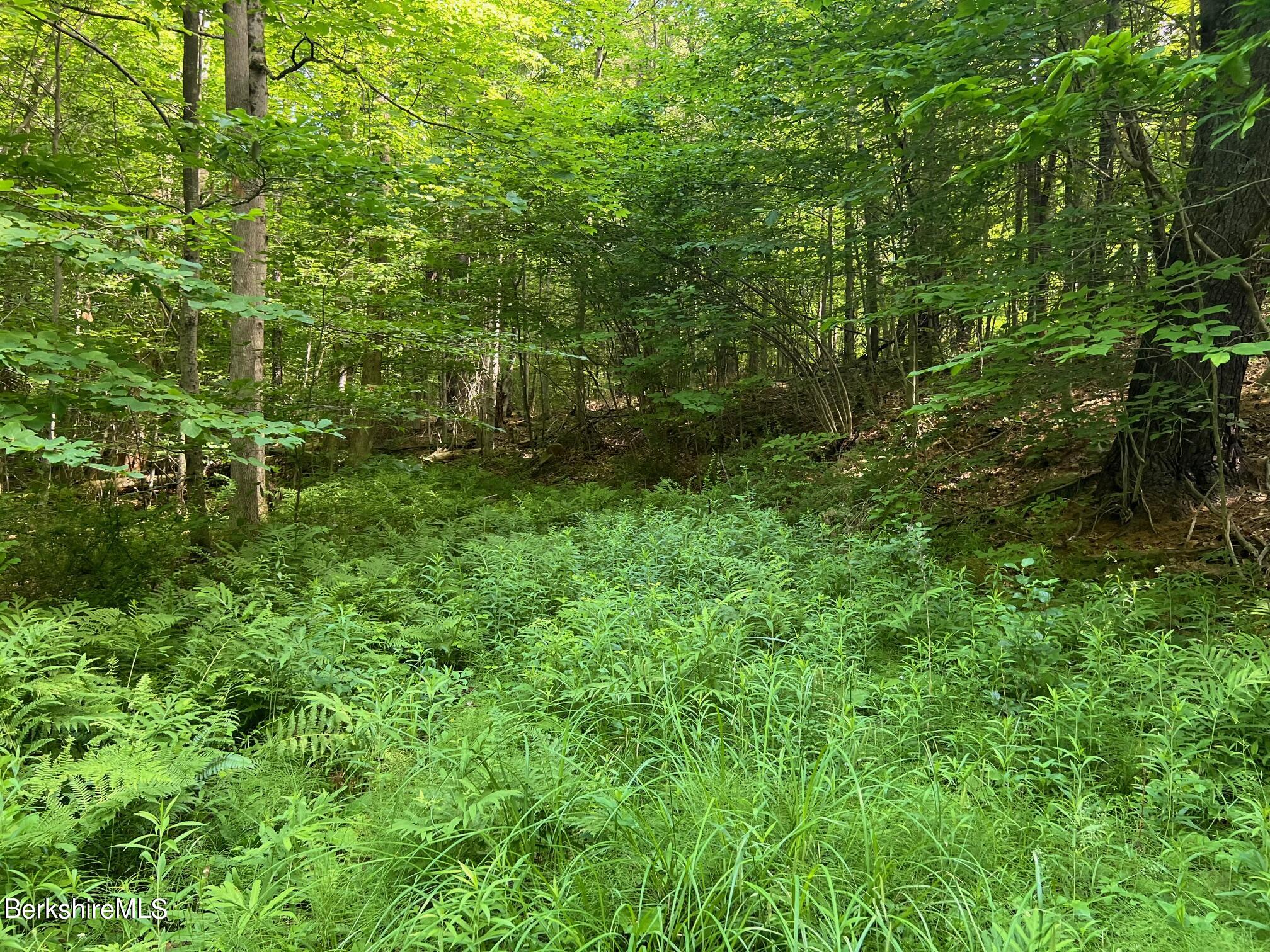 190 Fox Road Dalton, MA 01226 - Photo 10 of 14 Logging Road