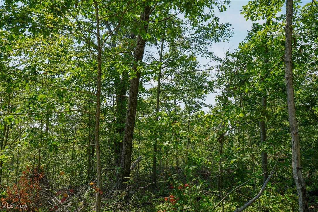 View of nature