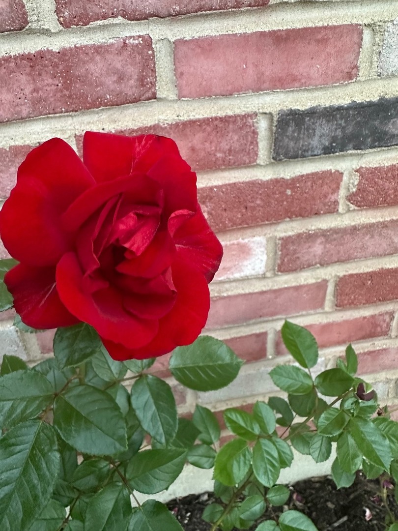 640 Sanders Court Gurnee, IL 60031 - Photo 35 of 38 a view of yard