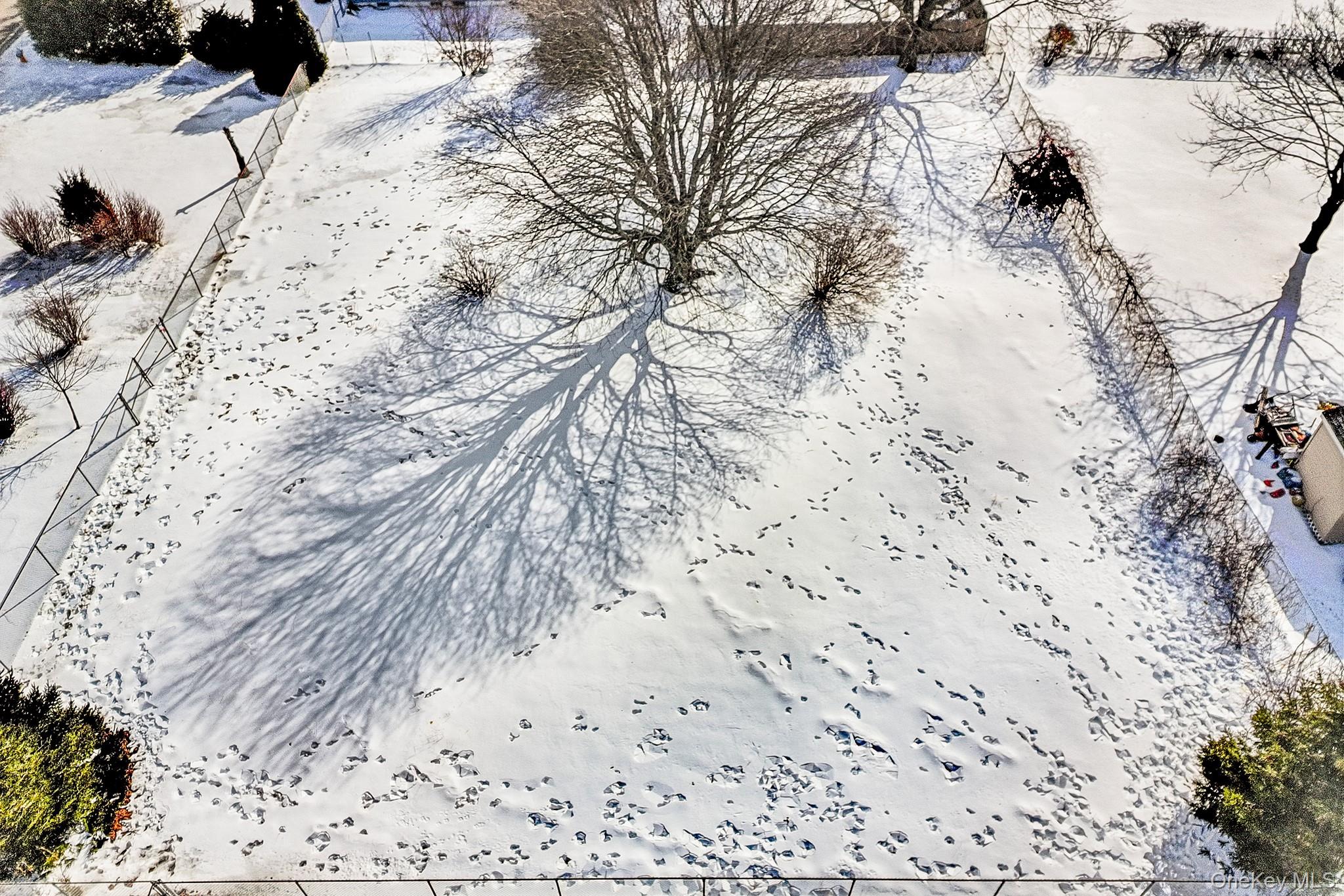 a view of a dry yard with trees