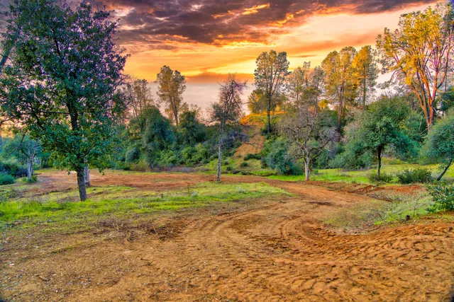 a view of dirt field with trees