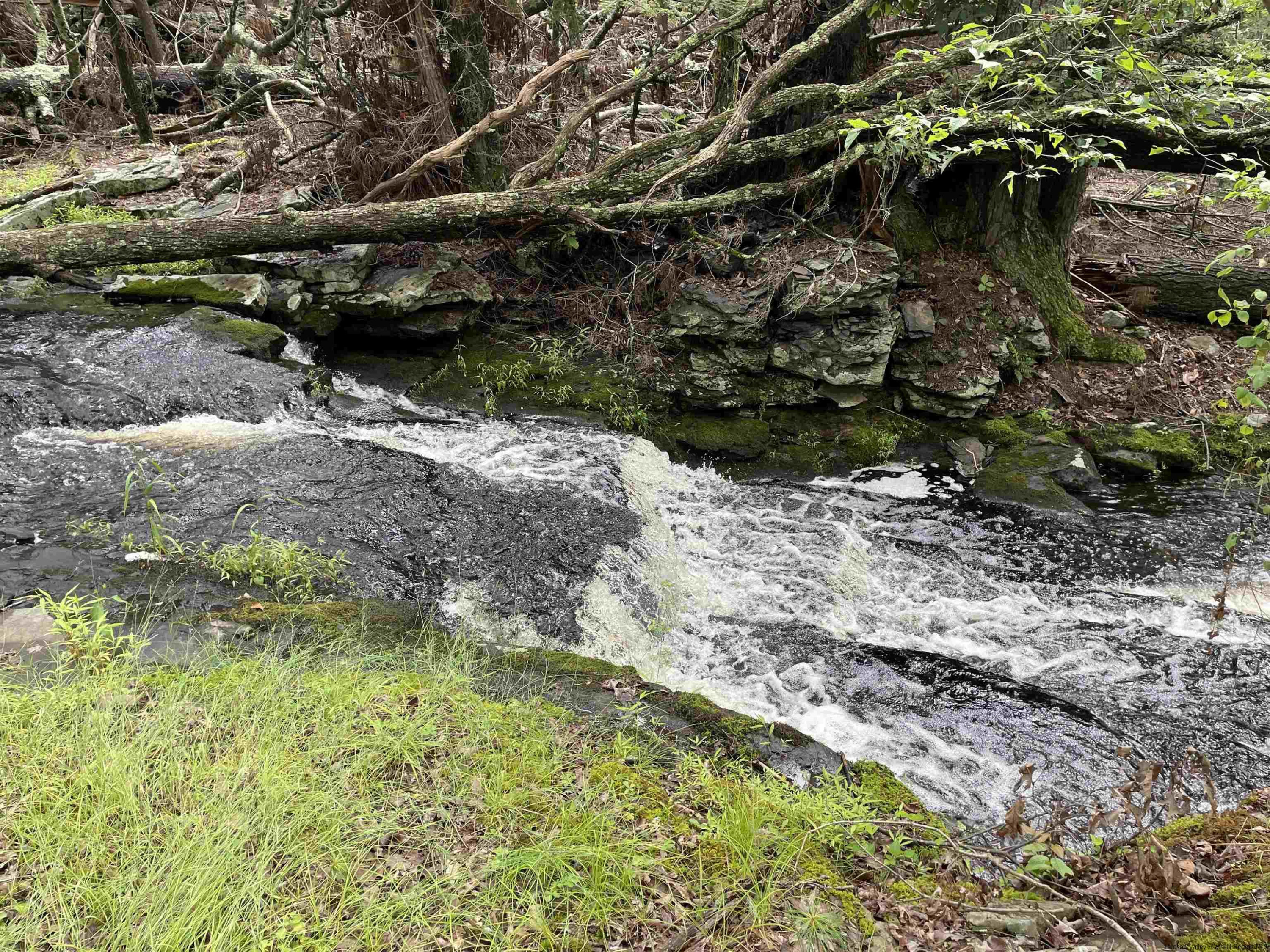 856 Ashokan Road Kingston, NY 12401 - Photo 1 of 22 a view of a forest with a tree