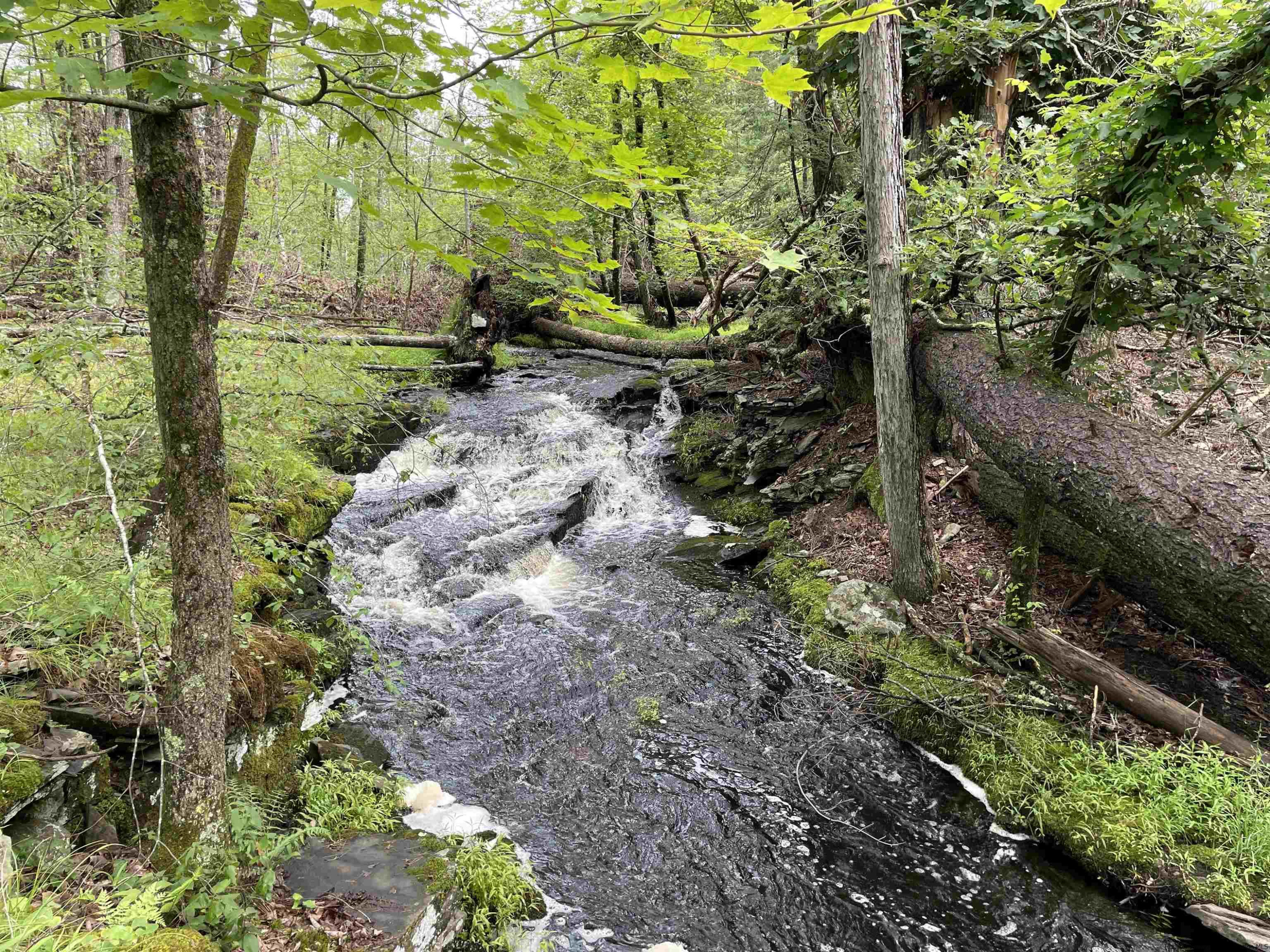 856 Ashokan Road Kingston, NY 12401 - Photo 11 of 22 a view of a lush green forest with lots of trees
