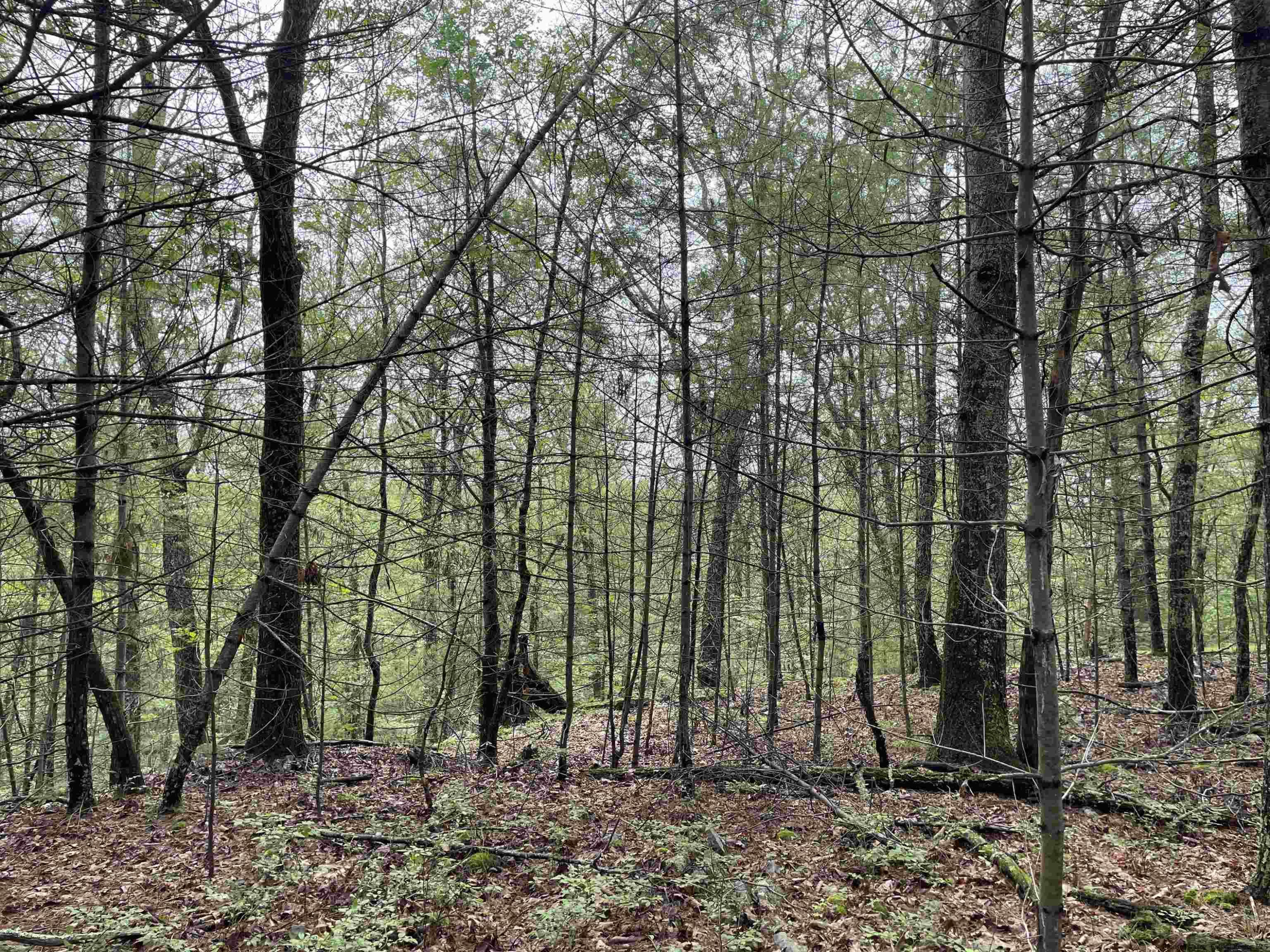 856 Ashokan Road Kingston, NY 12401 - Photo 19 of 22 a view of outdoor space with lots of trees