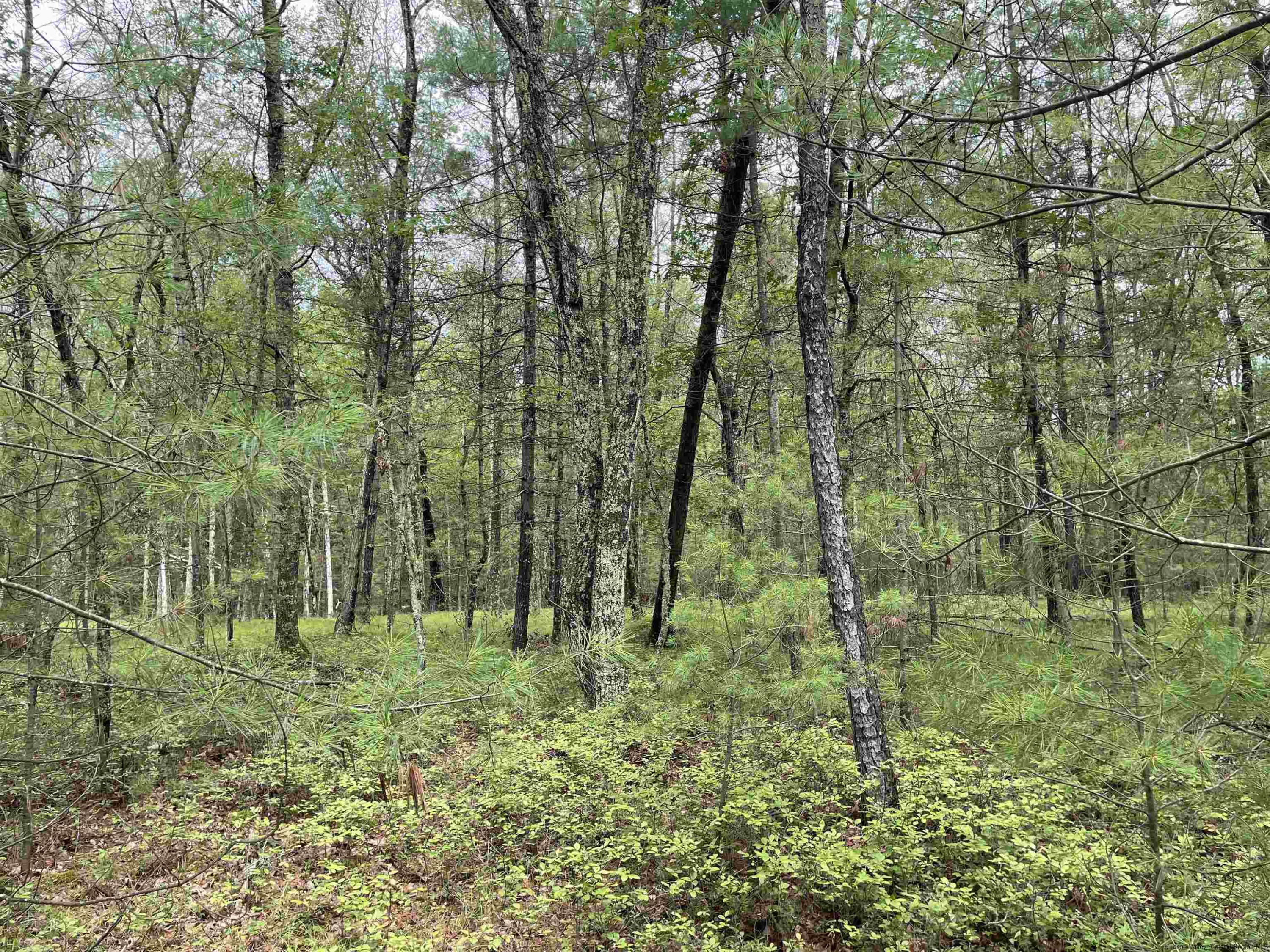 856 Ashokan Road Kingston, NY 12401 - Photo 21 of 22 a green field with lots of bushes