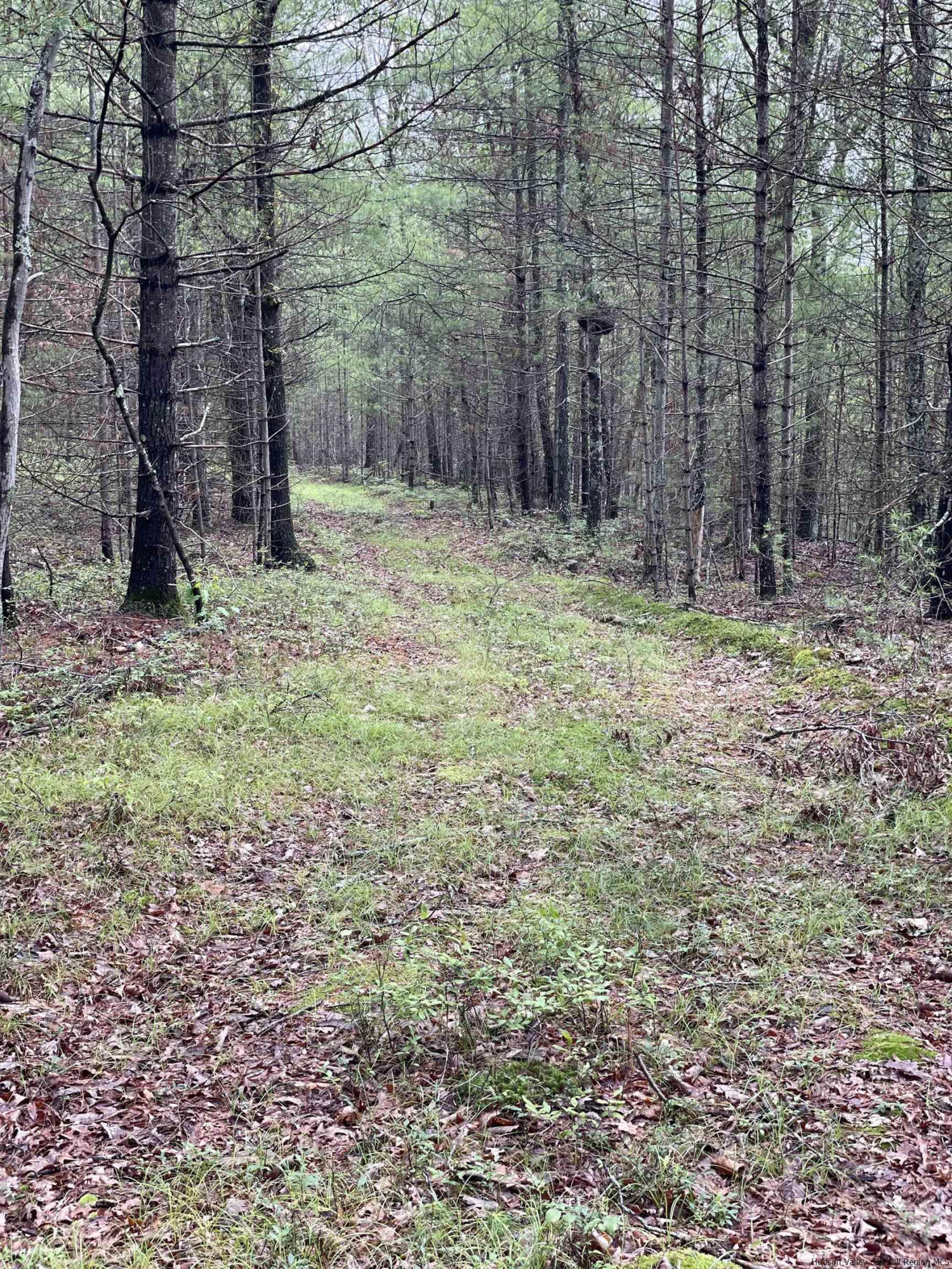 856 Ashokan Road Kingston, NY 12401 - Photo 5 of 22 a fire hydrant in the middle of a forest